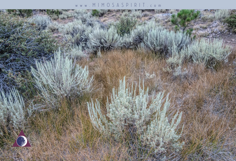 Why We No Longer Carry White Sage, Palo Santo, and More