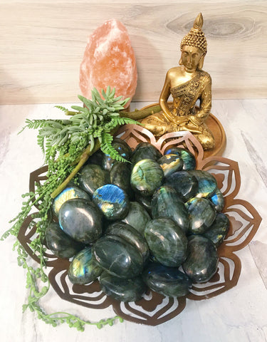 Petrified Wood Palm Stones for Grounding & Ancestor Connection