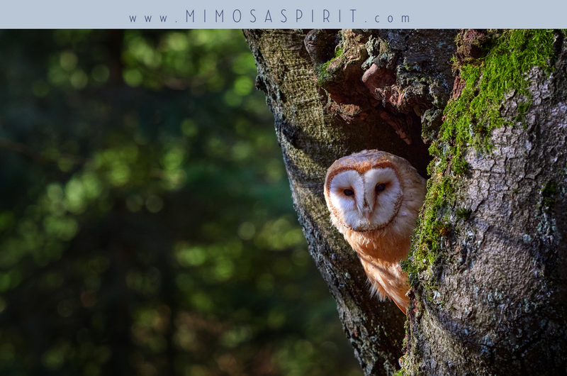 Animal Omens & Their Meanings: A Guide to Messages from the Natural World