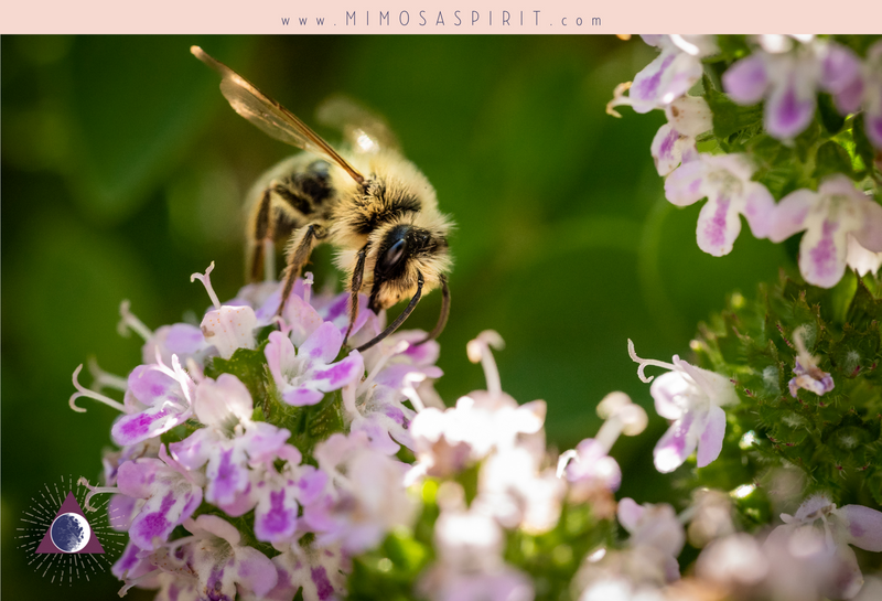 Herbs to Attract Butterflies & Bees