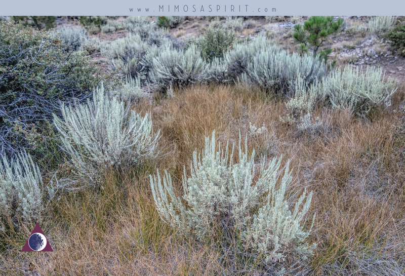 Why We No Longer Carry White Sage, Palo Santo, and More
