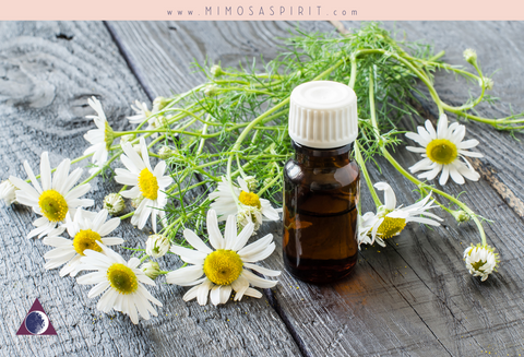 Aromatherapy Recipe for March: Roman Chamomile