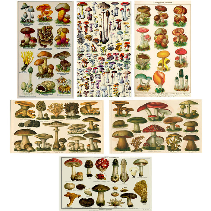 Vintage Mushroom Illustration Matchbox - Large