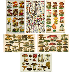 Vintage Mushroom Illustration Matchbox - Large