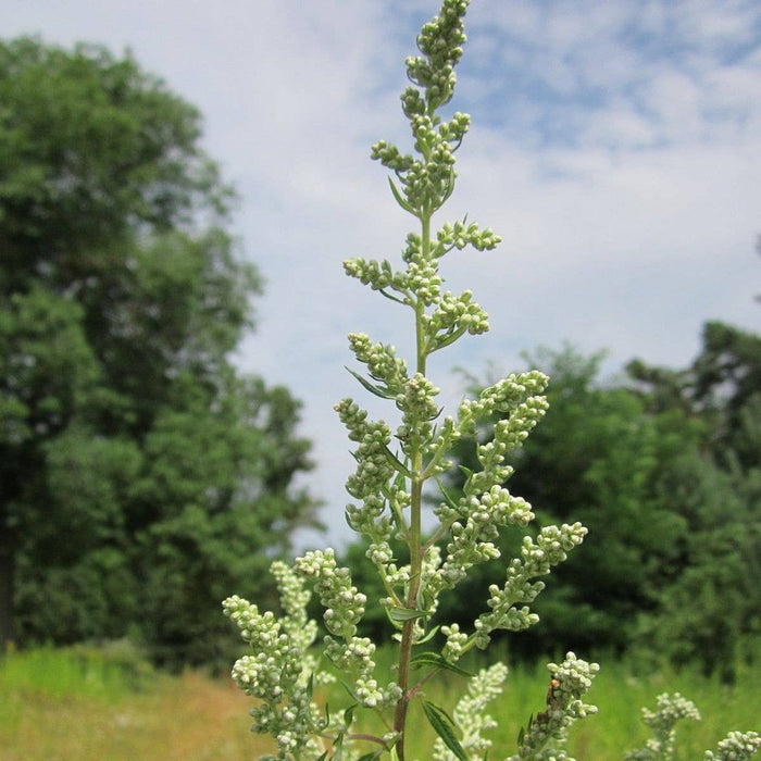 Mugwort Tarot Seed Packet