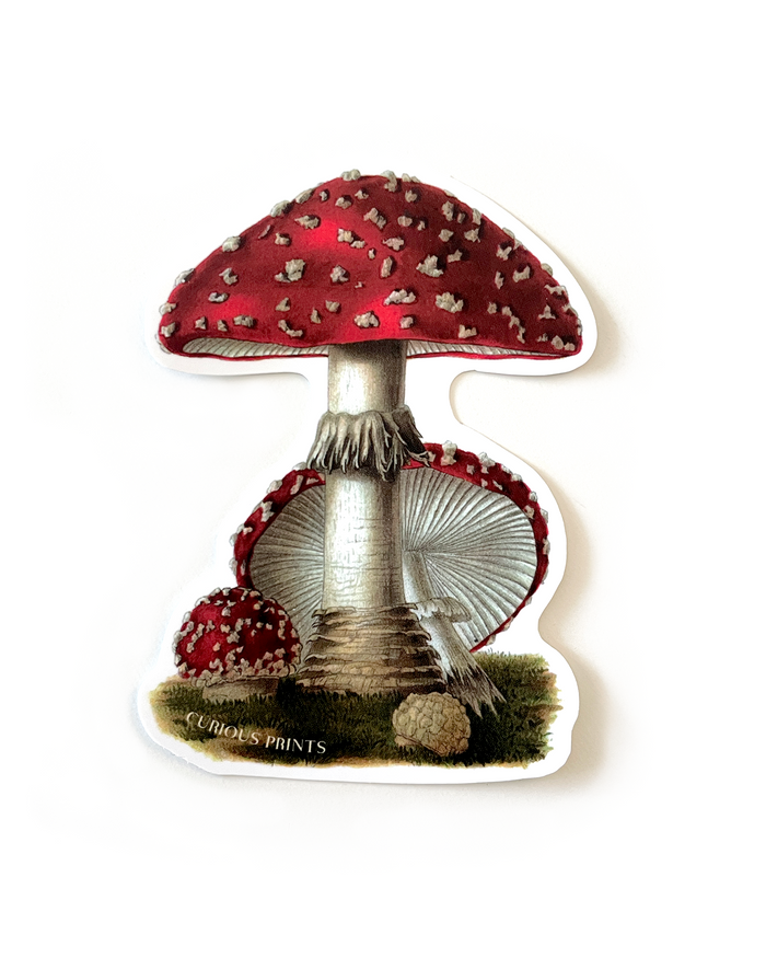 Vintage Mushroom Illustration Vinyl Sticker