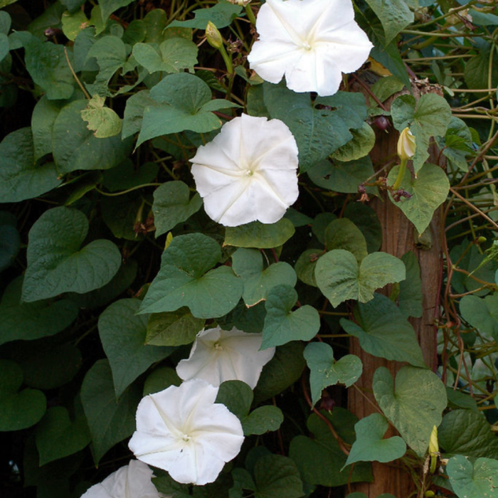 Moonflower Tarot Seed Packet