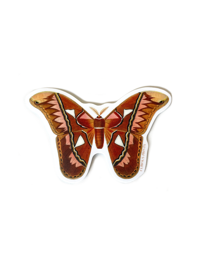 Atlas Moth Matte Vinyl Sticker