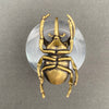 Brass Rhinoceros Beetle Decoration