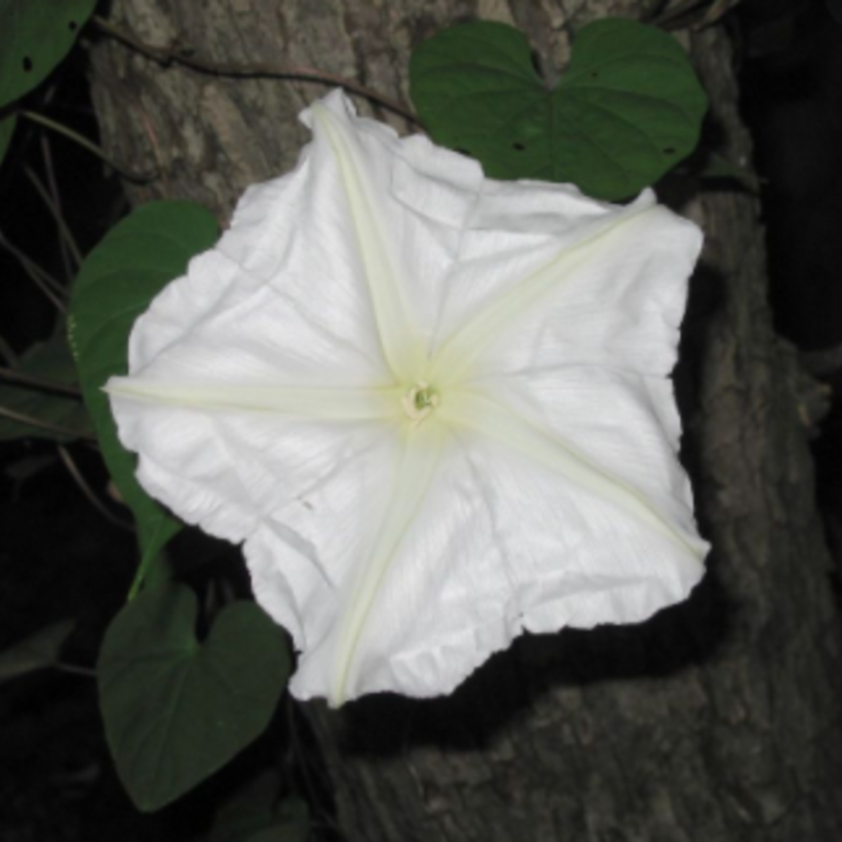 Moonflower Tarot Seed Packet