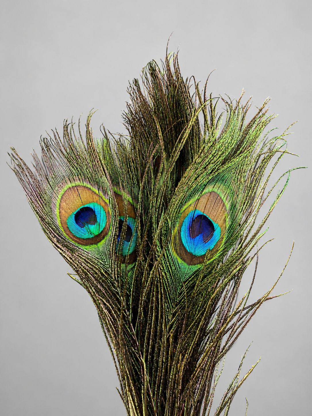 Peacock Feather