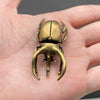 Brass Rhinoceros Beetle Decoration
