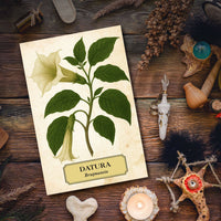 Witch's Garden Greeting Cards