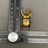 Brass Rhinoceros Beetle Decoration