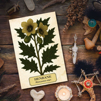 Witch's Garden Greeting Cards