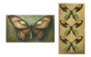 Queen Alexandra's Birdwing Butterfly Matchbox