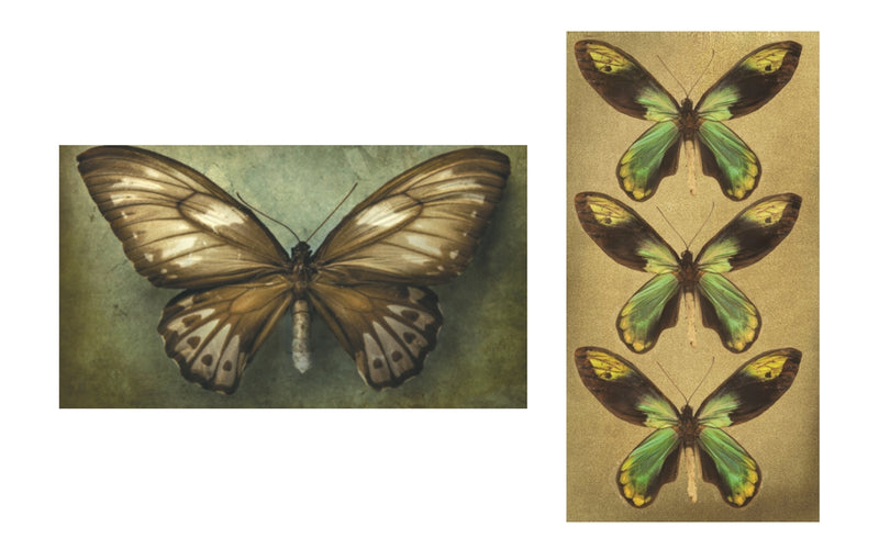 Queen Alexandra's Birdwing Butterfly Matchbox