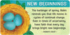 Backyard Blessings Inspiration Cards by Lynn Araujo & Wendy Cipolla Boccuzzi