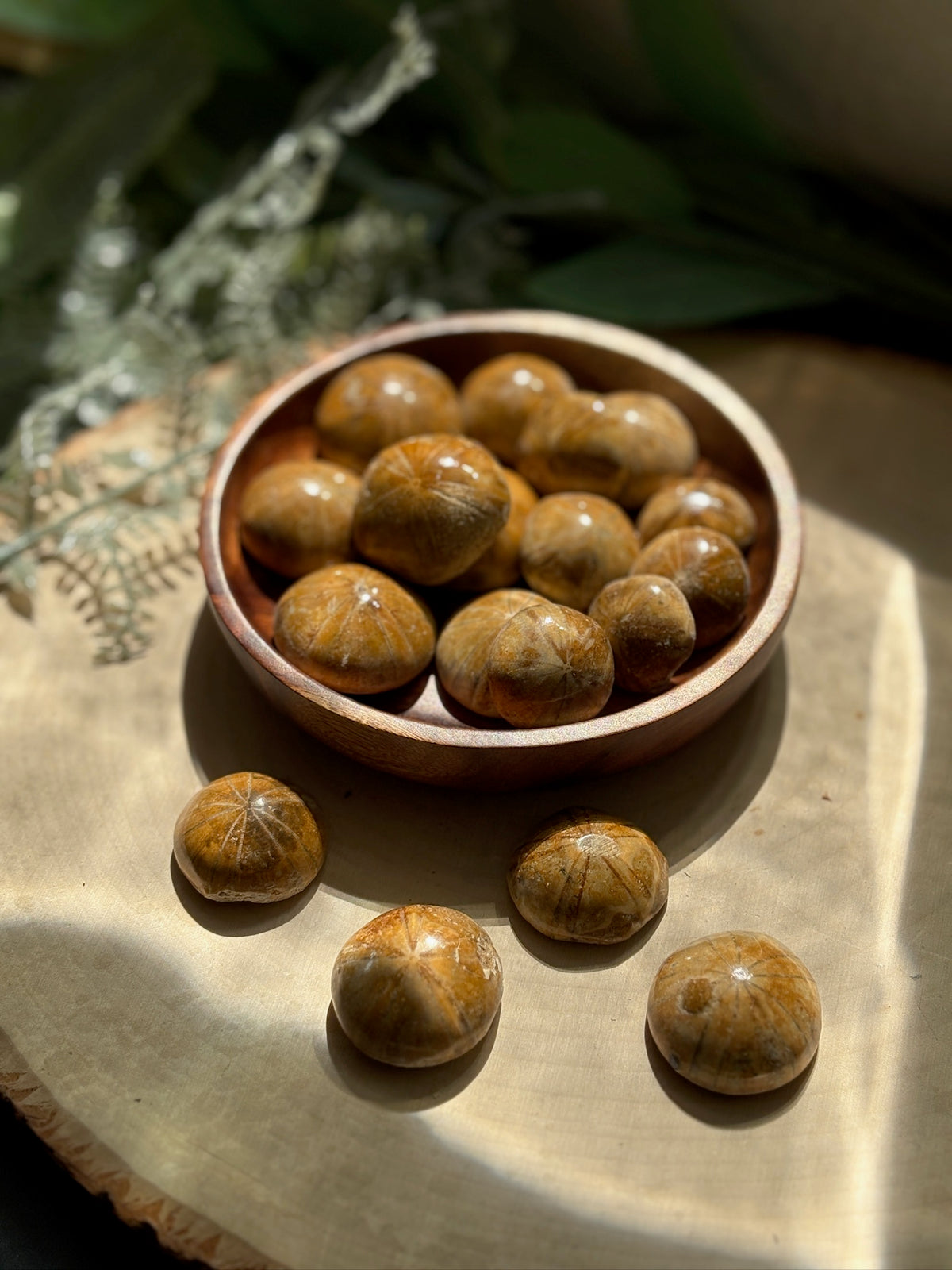 Polished Fossil Echinoids for Protection & Fairy Magic
