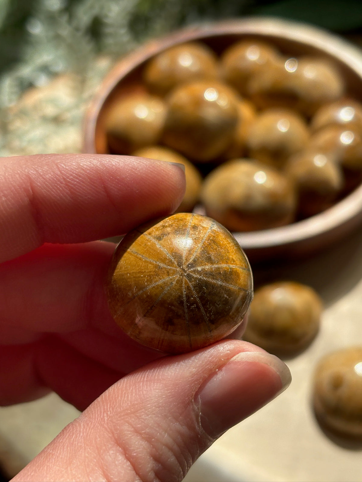 Polished Fossil Echinoids for Protection & Fairy Magic