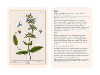 Healing Plants Botanical Card Deck illustrated by Elizabeth Blackwell