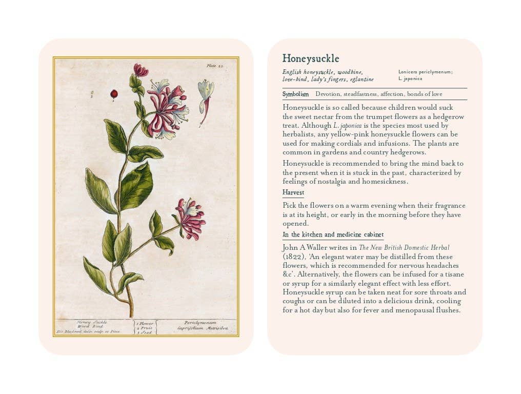 Healing Plants Botanical Card Deck illustrated by Elizabeth Blackwell