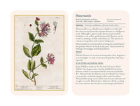 Healing Plants Botanical Card Deck illustrated by Elizabeth Blackwell