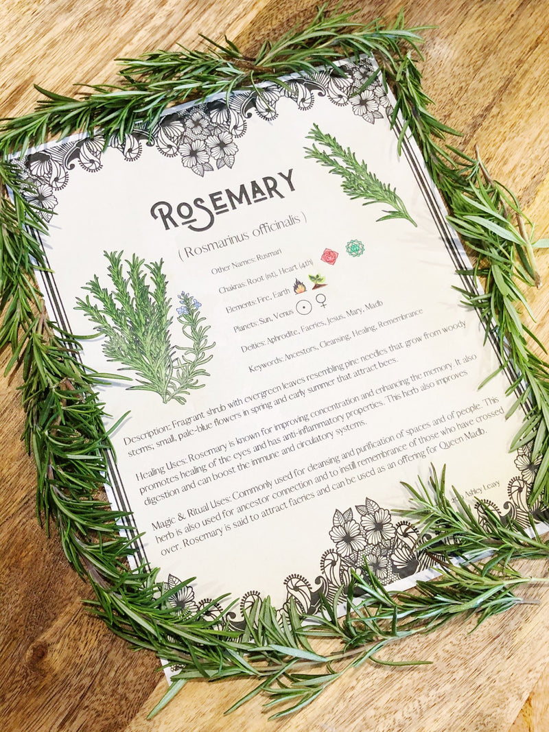 [FREE DOWNLOAD] Rosemary Herbal Info Sheet