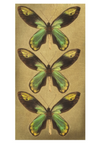 Queen Alexandra's Birdwing Butterfly Matchbox