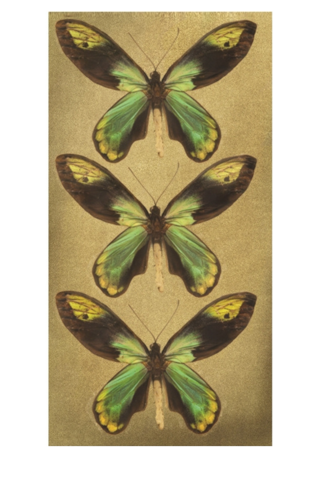 Queen Alexandra's Birdwing Butterfly Matchbox