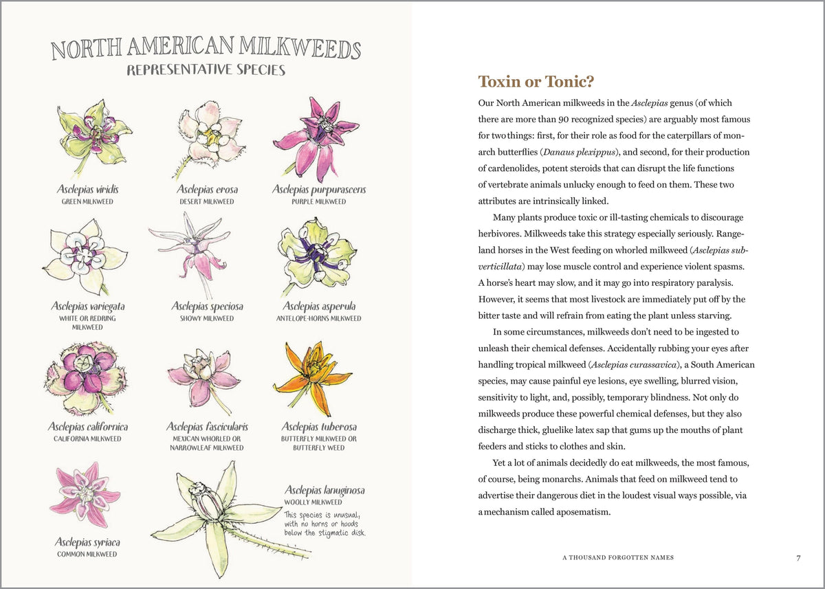 Milkweed Lands by Eric Lee-Mäder