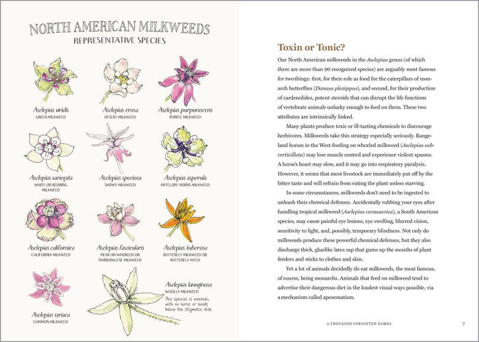 Milkweed Lands by Eric Lee-Mäder