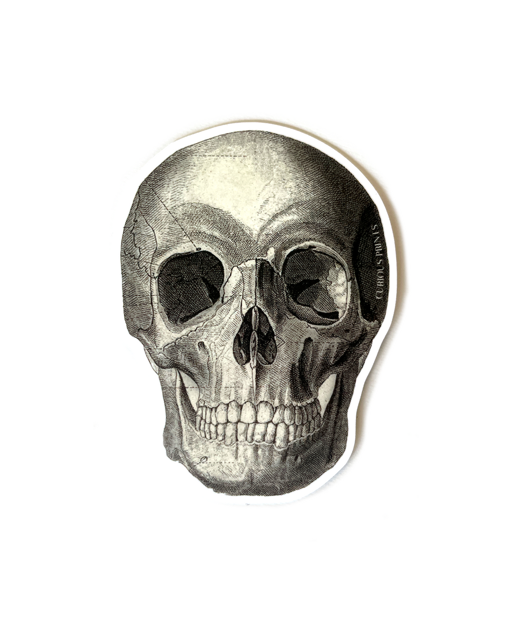 Skull Anatomy Vinyl Sticker