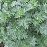 Mugwort Tarot Seed Packet