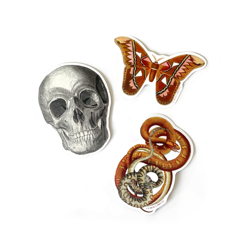 Intertwined Snakes Matte Vinyl Sticker