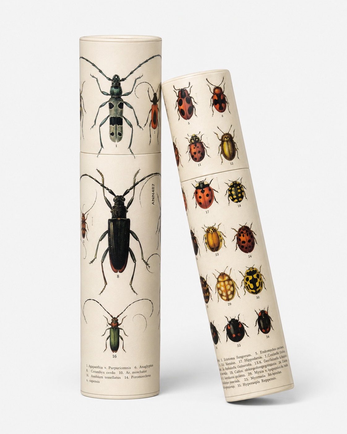 Vintage Entomology Tube Matches