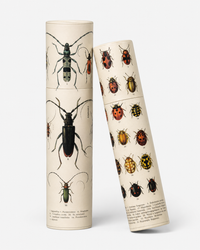 Vintage Entomology Tube Matches