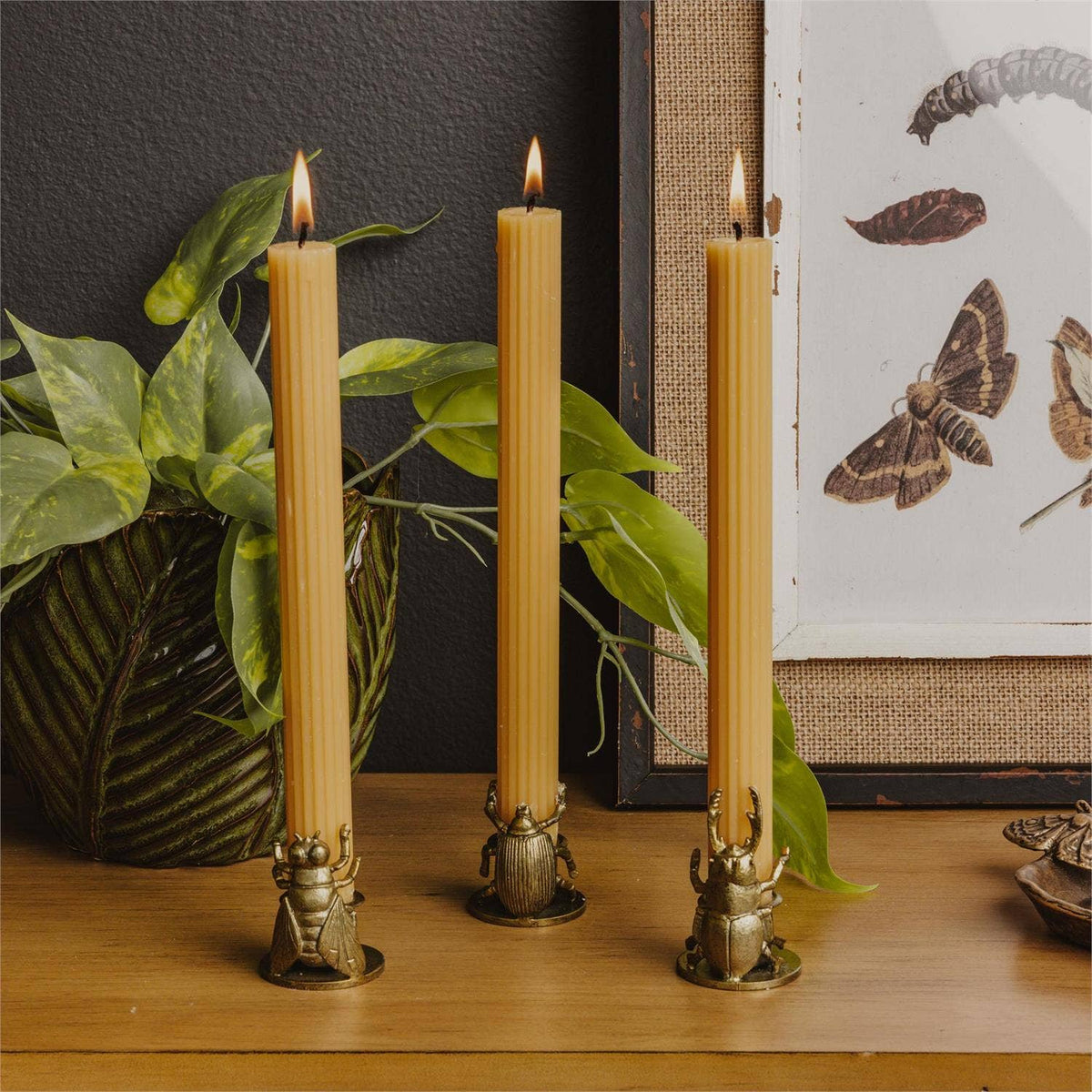 Brass Finish Insect Shaped Taper Candleholders - Various Designs