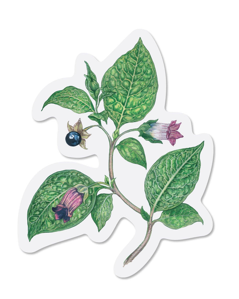 Deadly Nightshade Clear Vinyl Sticker