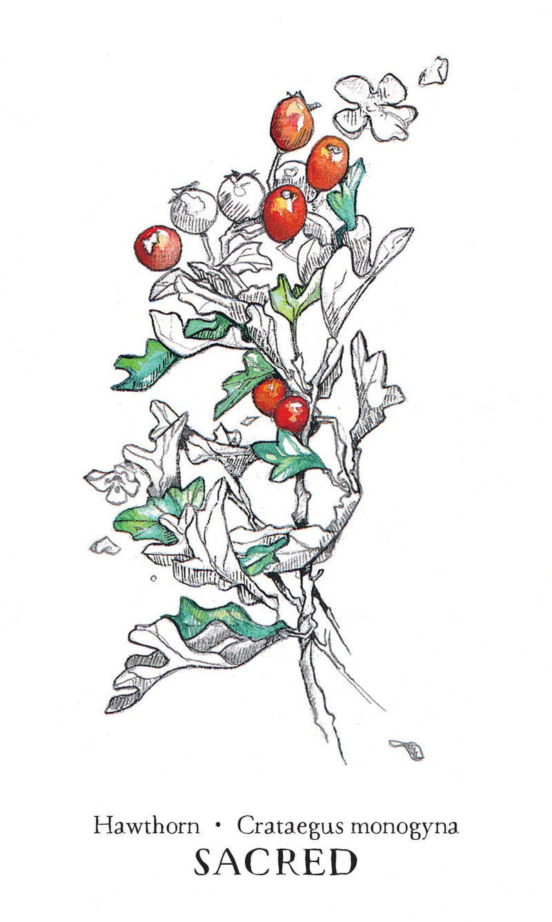 Hedgewitch Botanical Oracle by Siolo Thompson