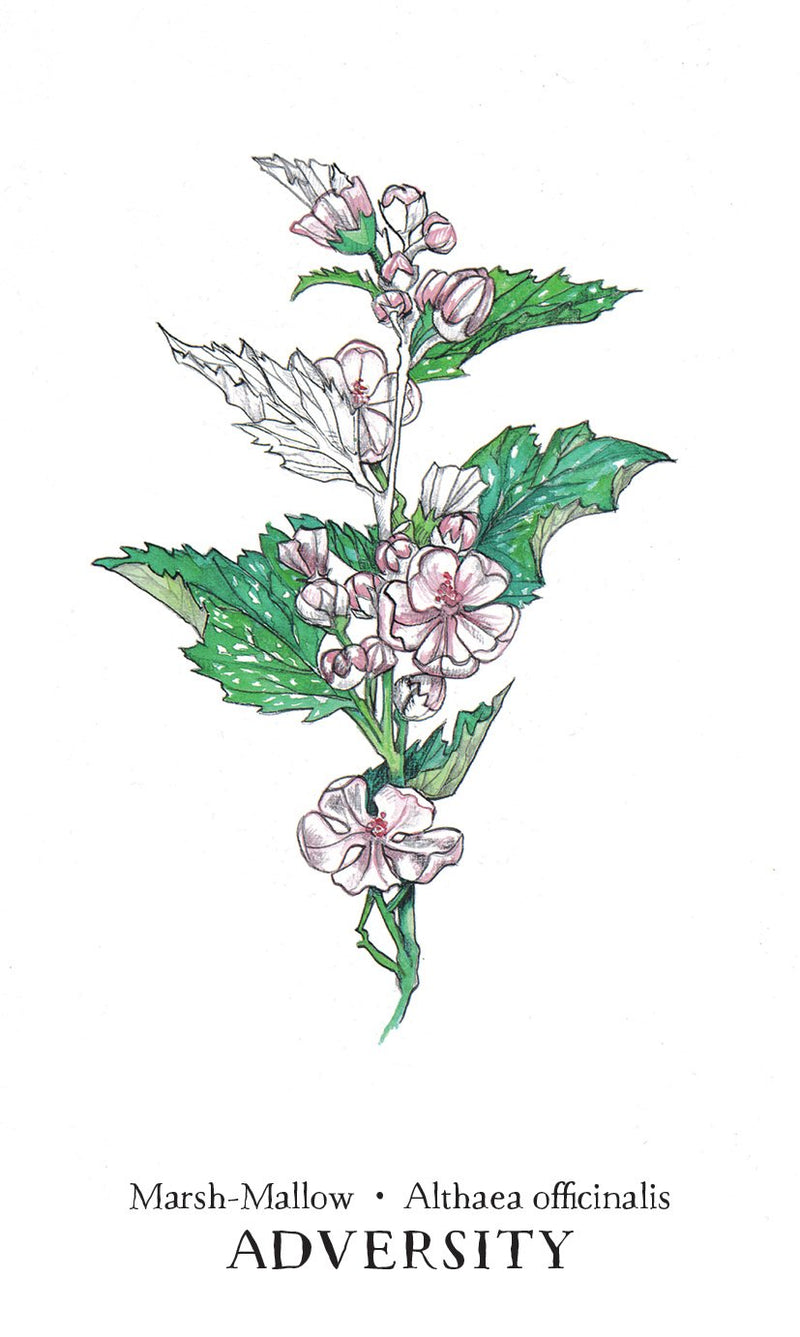 Hedgewitch Botanical Oracle by Siolo Thompson