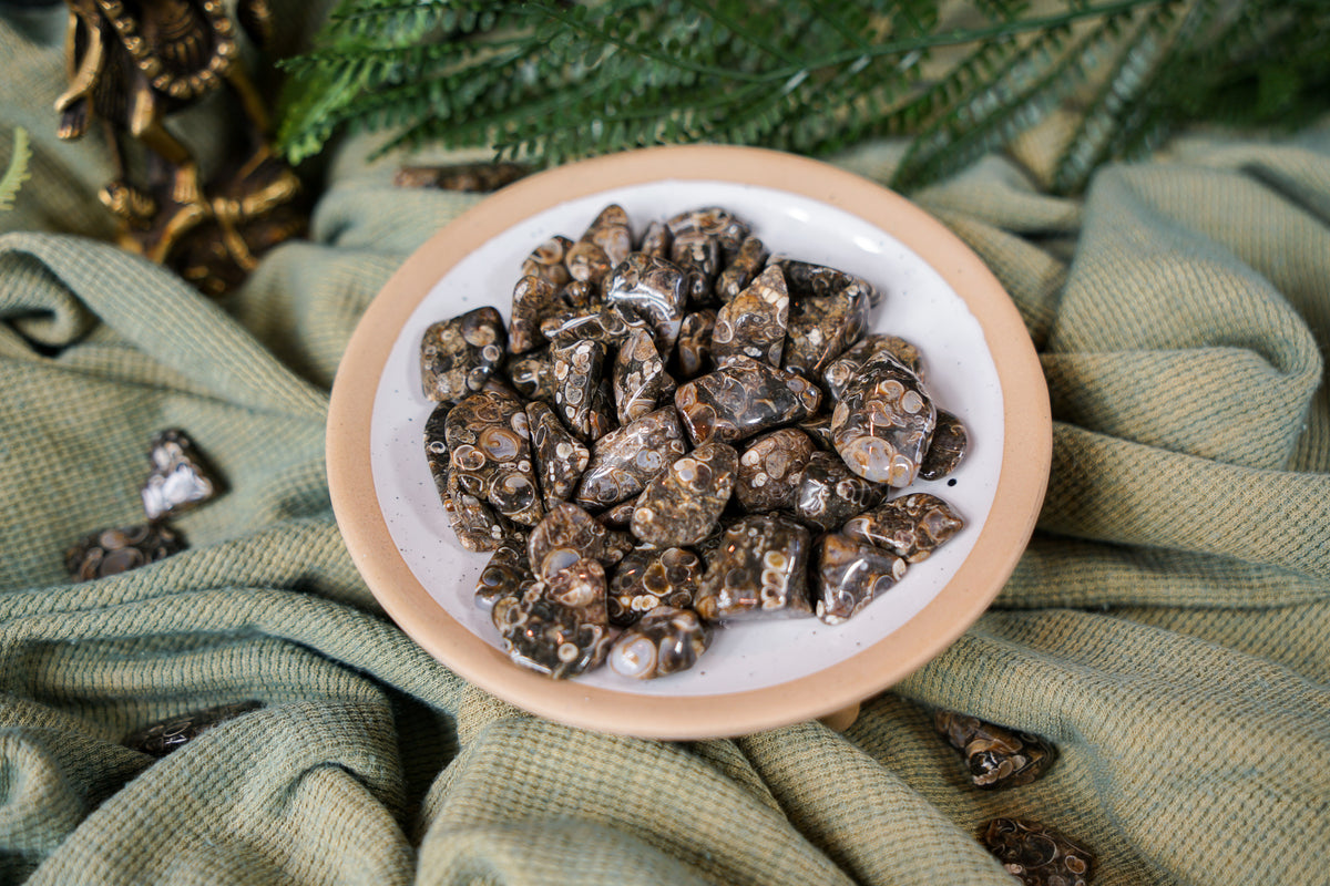 Tumbled Turritella Agate for Inner Guidance