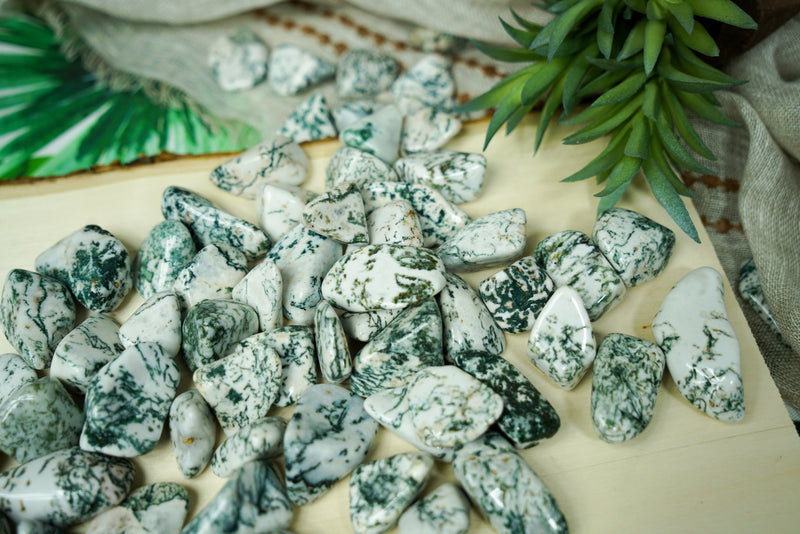 Timbled Tree Tumbled Tree Agate for Grounding & Nature