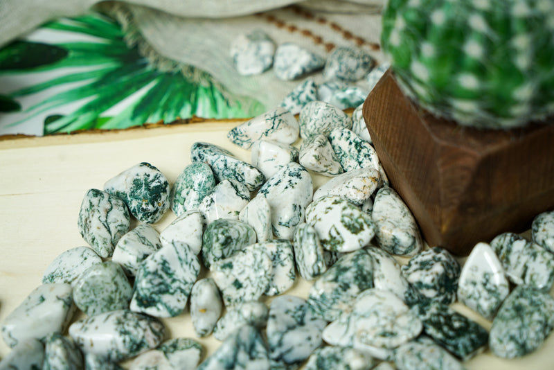Timbled Tree Tumbled Tree Agate for Grounding & Nature