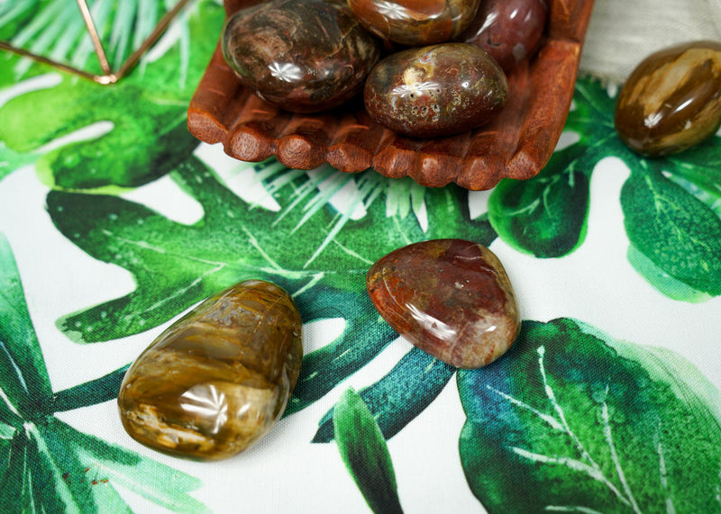 Petrified Wood Palm Stones for Grounding & Ancestor Connection