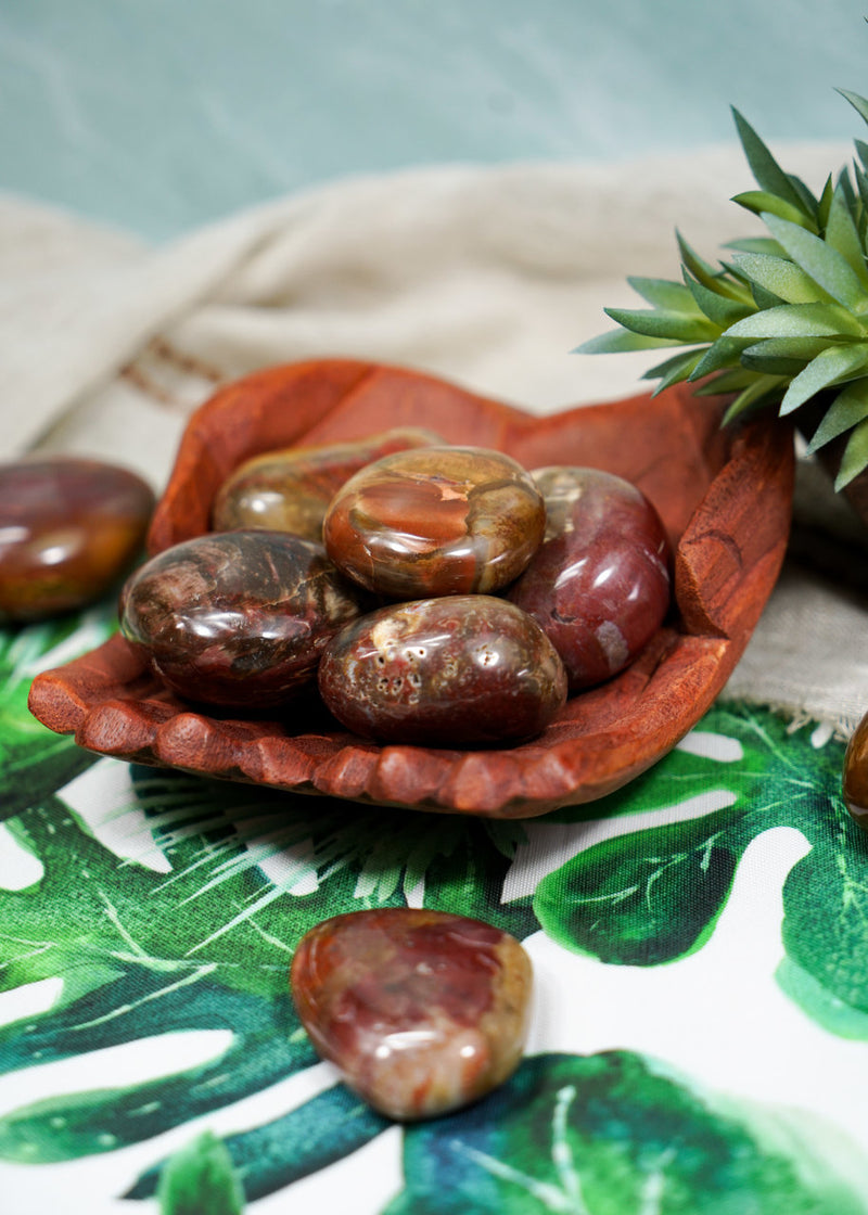 Petrified Wood Palm Stones for Grounding & Ancestor Connection